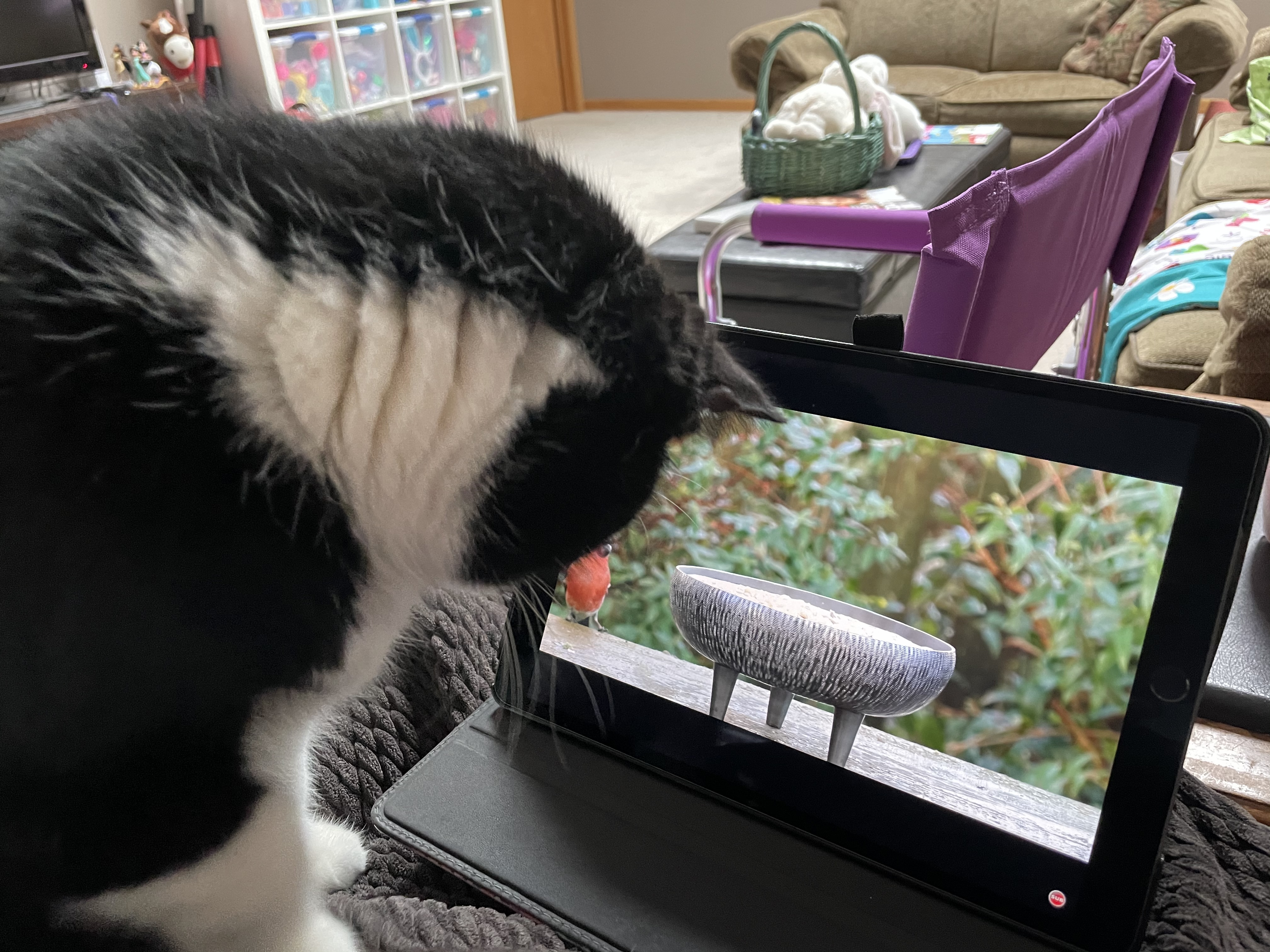 Cat watching bird video on an iPad